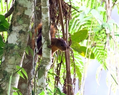 Sciurus pyrrhinus