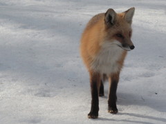 Vulpes vulpes rubricosa