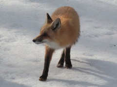 Vulpes vulpes rubricosa