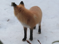 Vulpes vulpes rubricosa