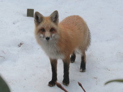 Vulpes vulpes rubricosa