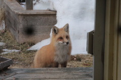 Vulpes vulpes rubricosa