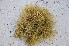 Sargassum natans