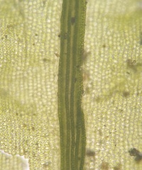 Atrichum crispulum
