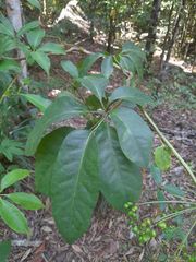 Mackinlaya macrosciadea