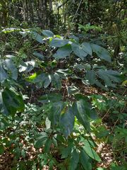 Mackinlaya macrosciadea