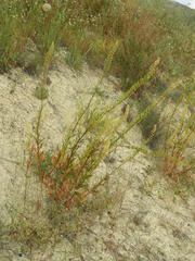 Reseda lanceolata constricta
