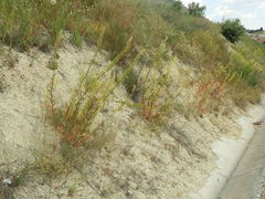 Reseda lanceolata constricta