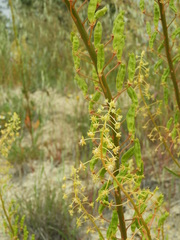 Reseda lanceolata constricta