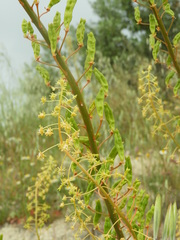 Reseda lanceolata constricta