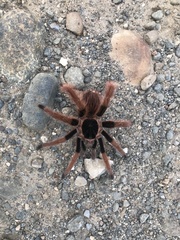 Megaphobema robustum