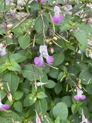 Impatiens balfourii