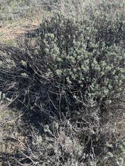 Artemisia tripartita