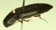 Melanotus longulus oregonensis