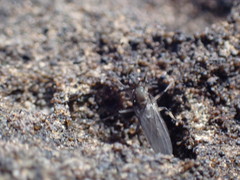 Oedoparena