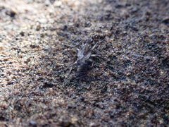 Oedoparena