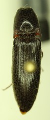 Melanotus longulus oregonensis