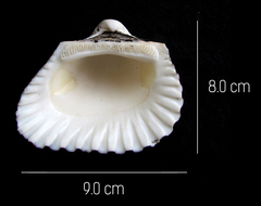 Larkinia grandis