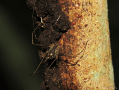 Cynorta unciscripta