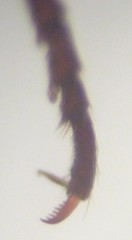 Melanotus longulus oregonensis