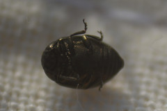 Phaedon tumidulus
