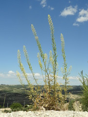 Reseda lanceolata constricta
