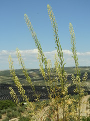 Reseda lanceolata constricta