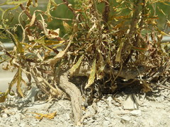 Reseda lanceolata constricta