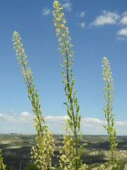 Reseda lanceolata constricta