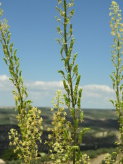 Reseda lanceolata constricta