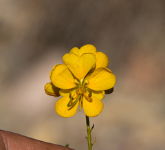 Senna cumingii