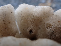 Homaxinella amphispicula