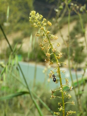 Reseda lanceolata constricta