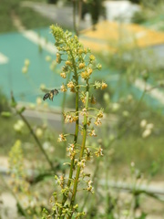 Reseda lanceolata constricta