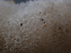 Homaxinella amphispicula