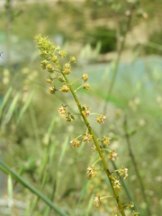 Reseda lanceolata constricta