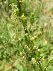 Reseda lanceolata constricta