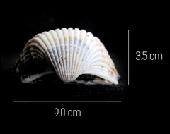 Larkinia grandis