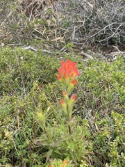 Castilleja latifolia