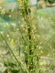 Reseda lanceolata constricta