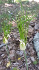 Allium canadense canadense
