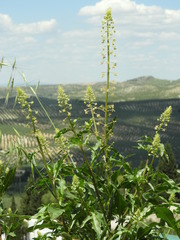 Reseda lanceolata constricta
