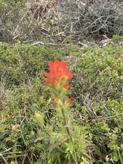 Castilleja latifolia