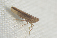 Stenocranus minutus