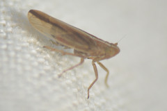 Stenocranus minutus