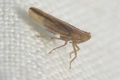 Stenocranus minutus