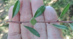 Rhamnus oleoides