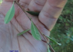 Rhamnus oleoides