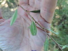 Rhamnus oleoides