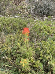 Castilleja latifolia